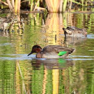 Common Teal