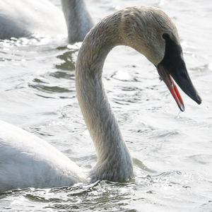 Trumpeter Swan