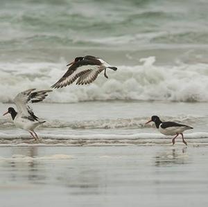 Eurasian Oystercatcher