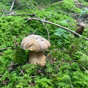 Bitter Bolete