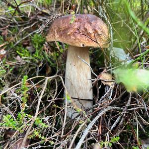 Summer Bolete