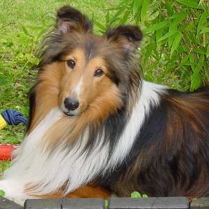 Shetland Sheepdog