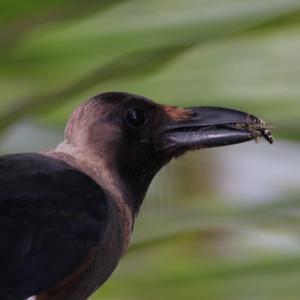 House Crow