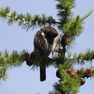 Ring Ouzel