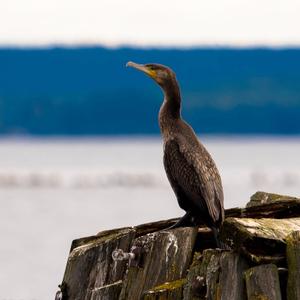 Great Cormorant