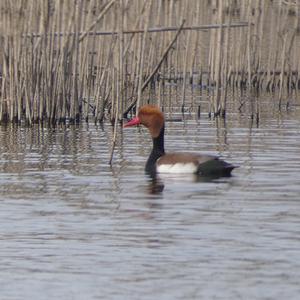 Red-crested Pochard