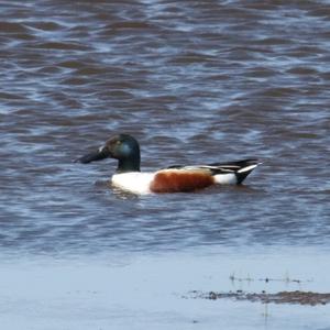 Northern Shoveler