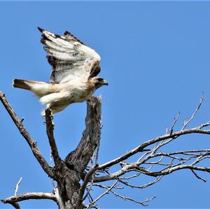 Rotschwanzbussard