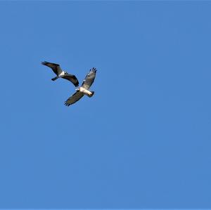 Red-tailed Hawk