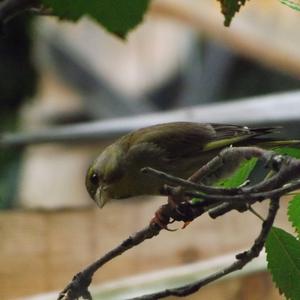 European Greenfinch