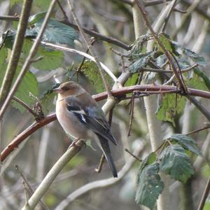 Eurasian Chaffinch