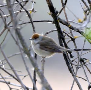 Blackcap