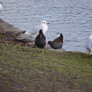 Common Moorhen