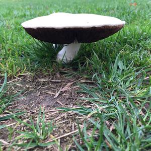 Meadow Agaric