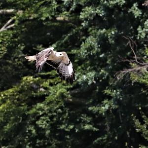 Common Buzzard