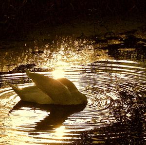 Mute Swan