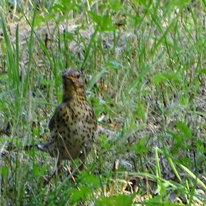 Song Thrush