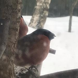 Eurasian Bullfinch