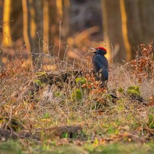 Black woodpecker