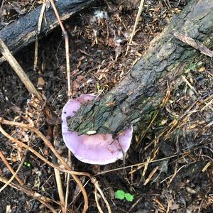 Wood Blewit