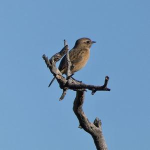 European stonechat