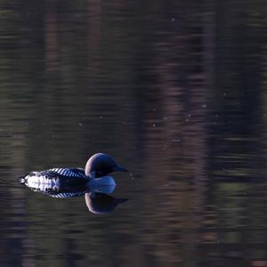 Arctic Loon