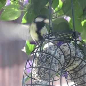 Great Tit