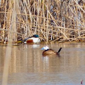 White-headed Duck