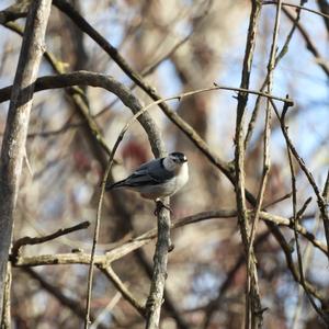 White-breasted Nuthatch