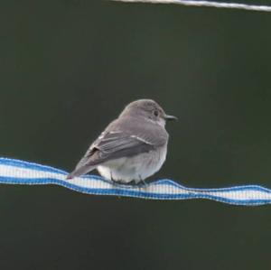 Spotted Flycatcher