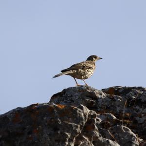 Mistle Thrush