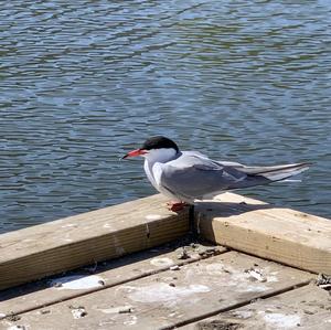 Common Tern