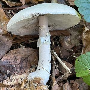 Deadly Lepiota