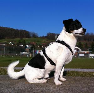 Parson Russell Terrier