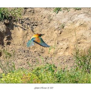 European Bee-eater