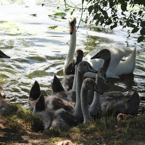 Mute Swan