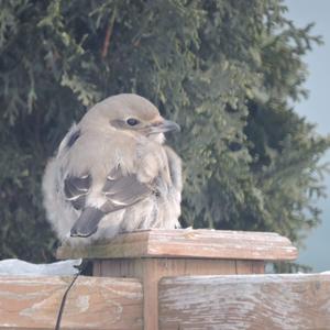 Great Grey Shrike