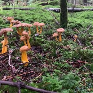 Trumpet Chanterelle