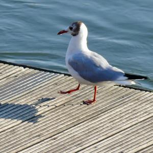 Black-headed Gull