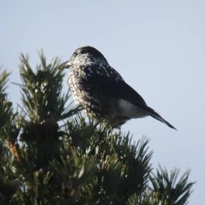 Spotted Nutcracker