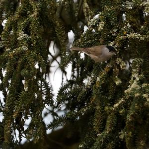 Blackcap