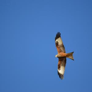 Red Kite