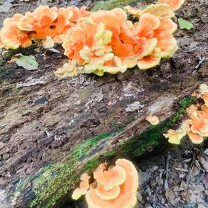 Cinnabar-red Polypore