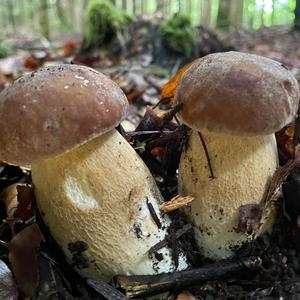 Summer Bolete