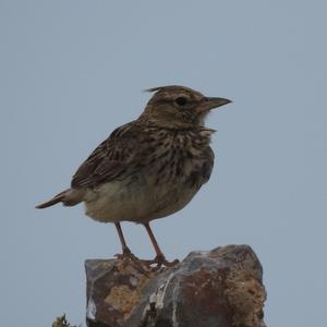 Crested Lark