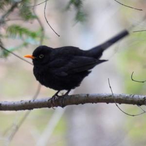 Eurasian Blackbird