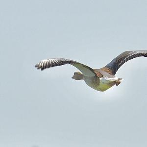 Greylag Goose