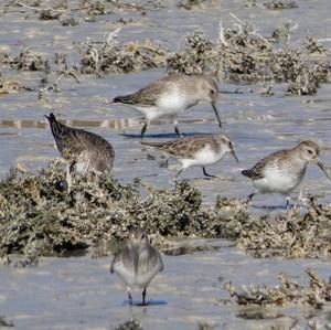 Dunlin