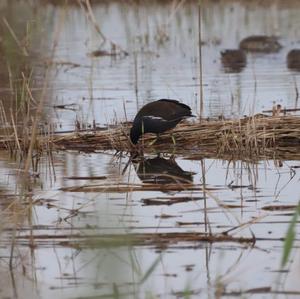 Plumbeous Rail