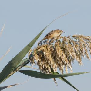 Zitting Cisticola